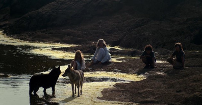 Rewilding